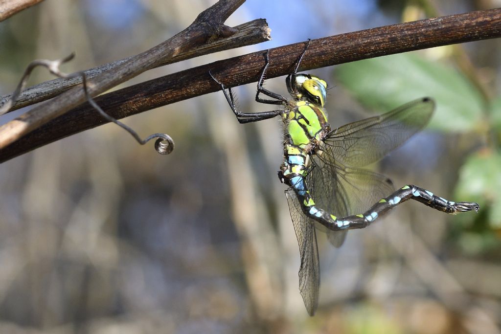 Aeshna cyanea m. e movimenti del corpo da chiarire