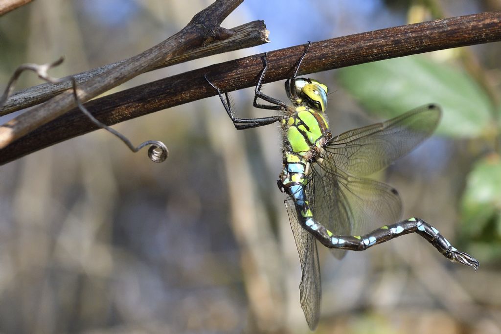 Aeshna cyanea m. e movimenti del corpo da chiarire