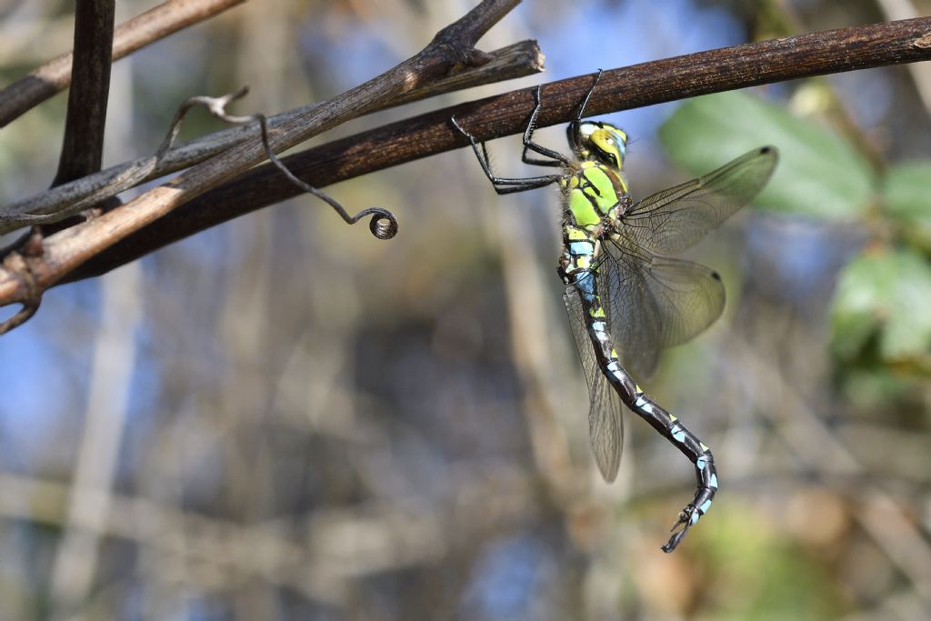 Aeshna cyanea m. e movimenti del corpo da chiarire