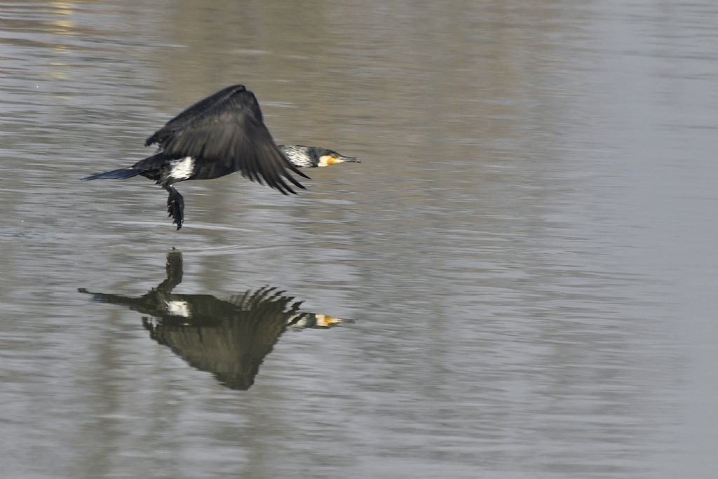 Cormorano in livrea nuziale, in volo