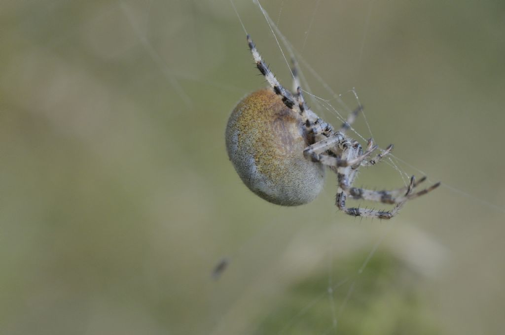 Araneus quadratus ?