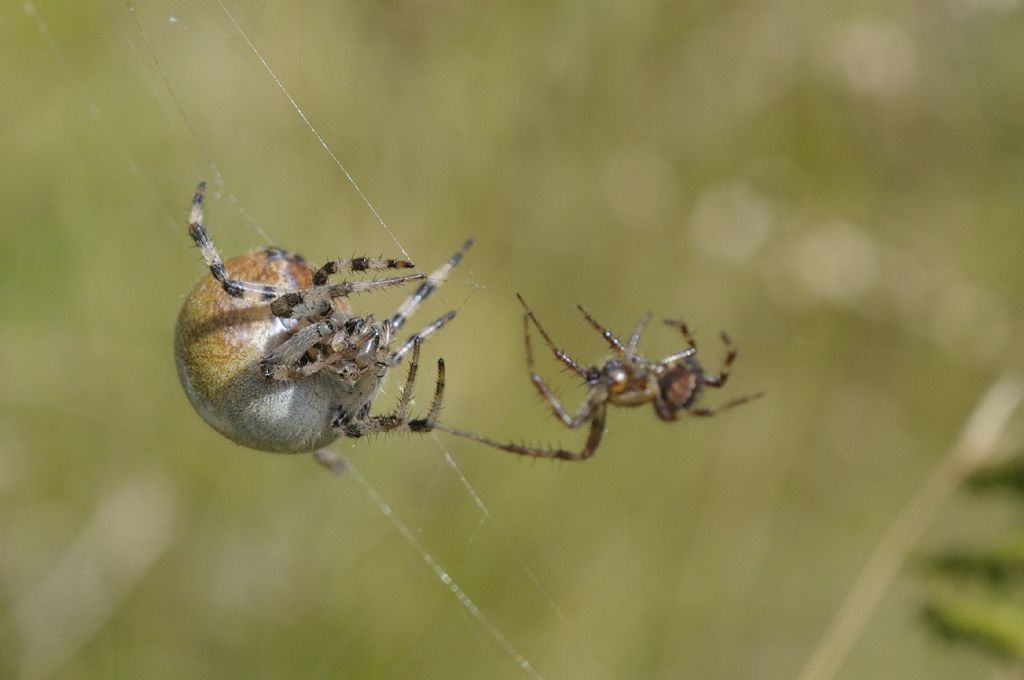 Araneus quadratus ?