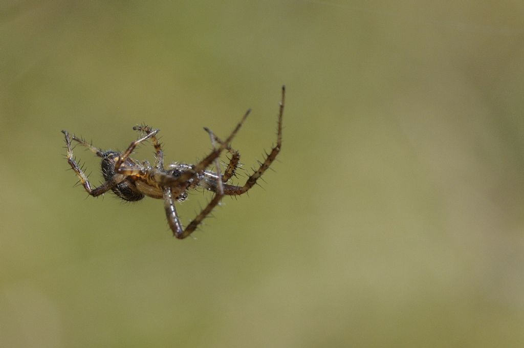 Araneus quadratus ?