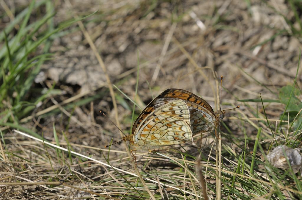 Fabriciana niobe  ?