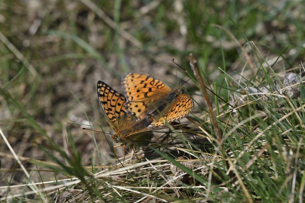 Fabriciana niobe  ?