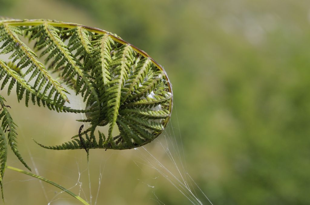 Araneus quadratus ?