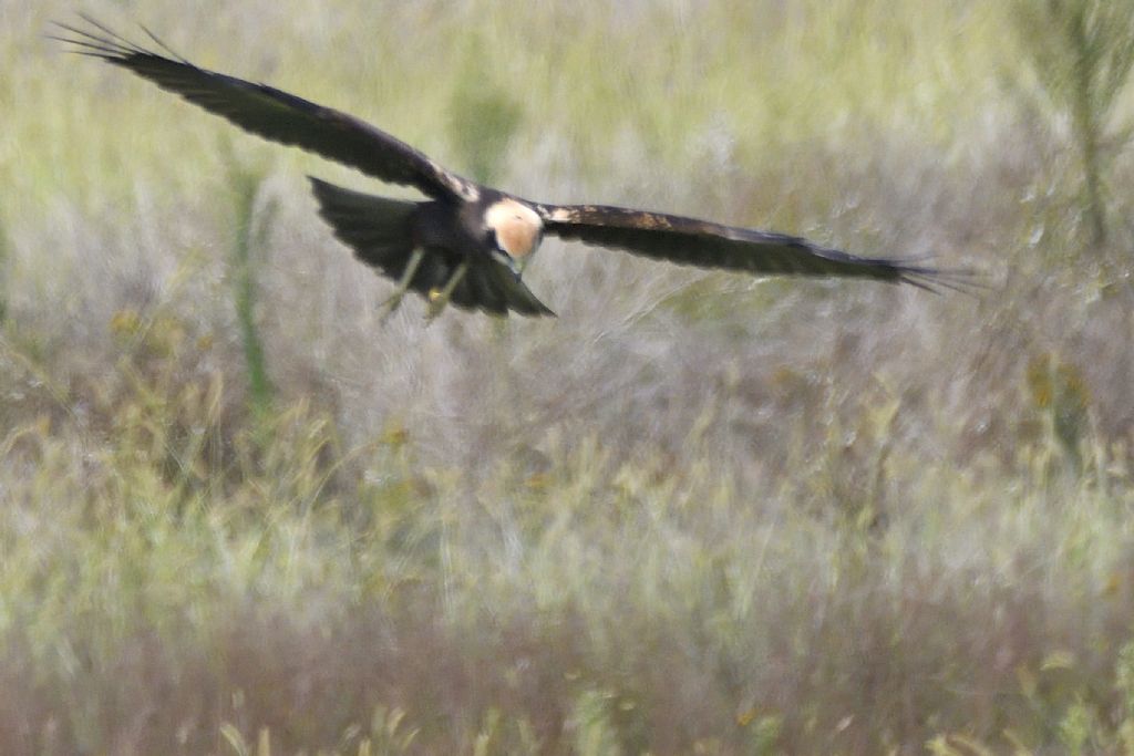 Falco di palude