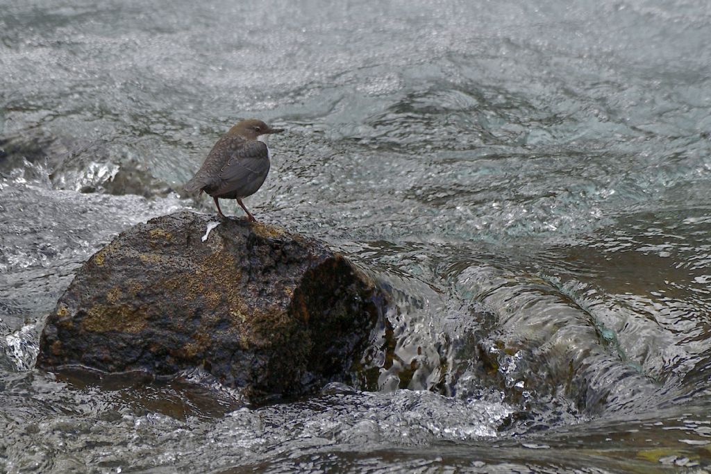 Merlo acquaiolo, Cinclus cinclus