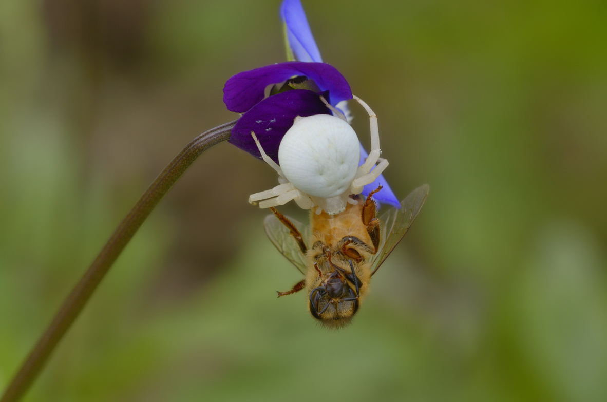 Misumena vatia - Carmagnola (TO)