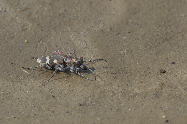 Cicindela hybrida transversalis (cf), Carabidae,