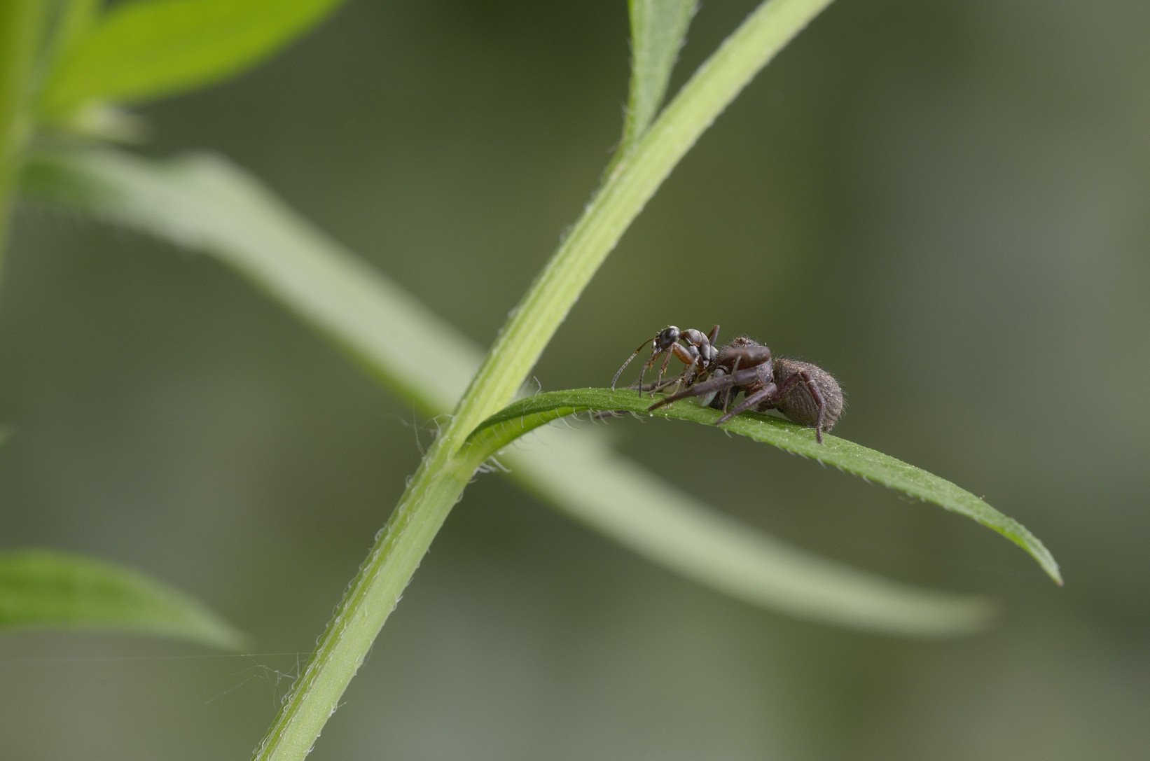 Xysticus sp. - Ceresole (CN)