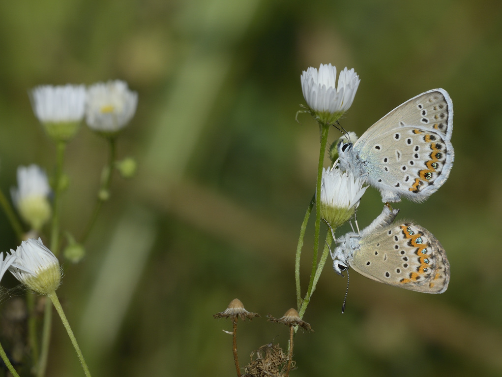 Lycaenidae in accoppiamento: Plebejus idas