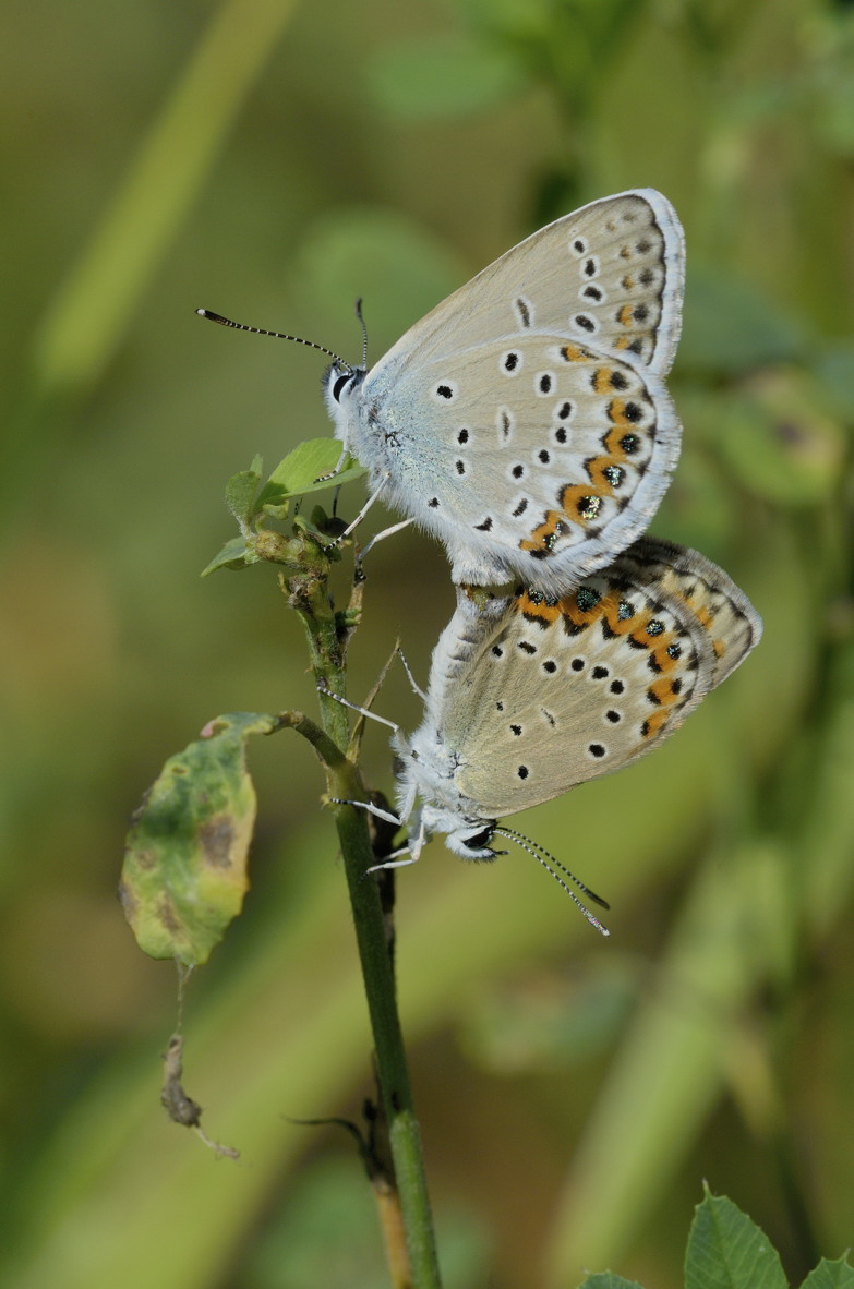 Lycaenidae in accoppiamento: Plebejus idas