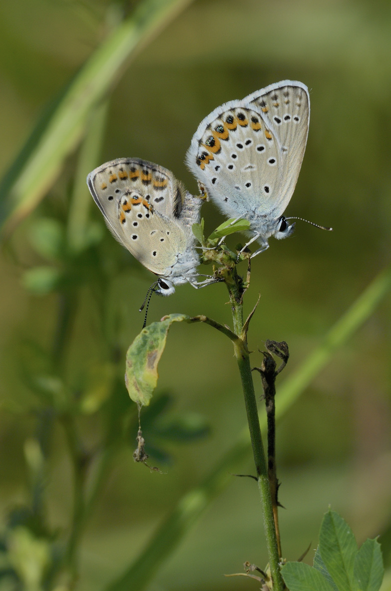 Lycaenidae in accoppiamento: Plebejus idas