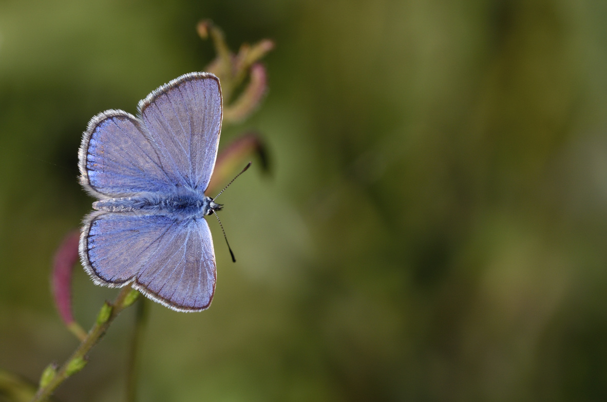 Lycaenidae in accoppiamento: Plebejus idas