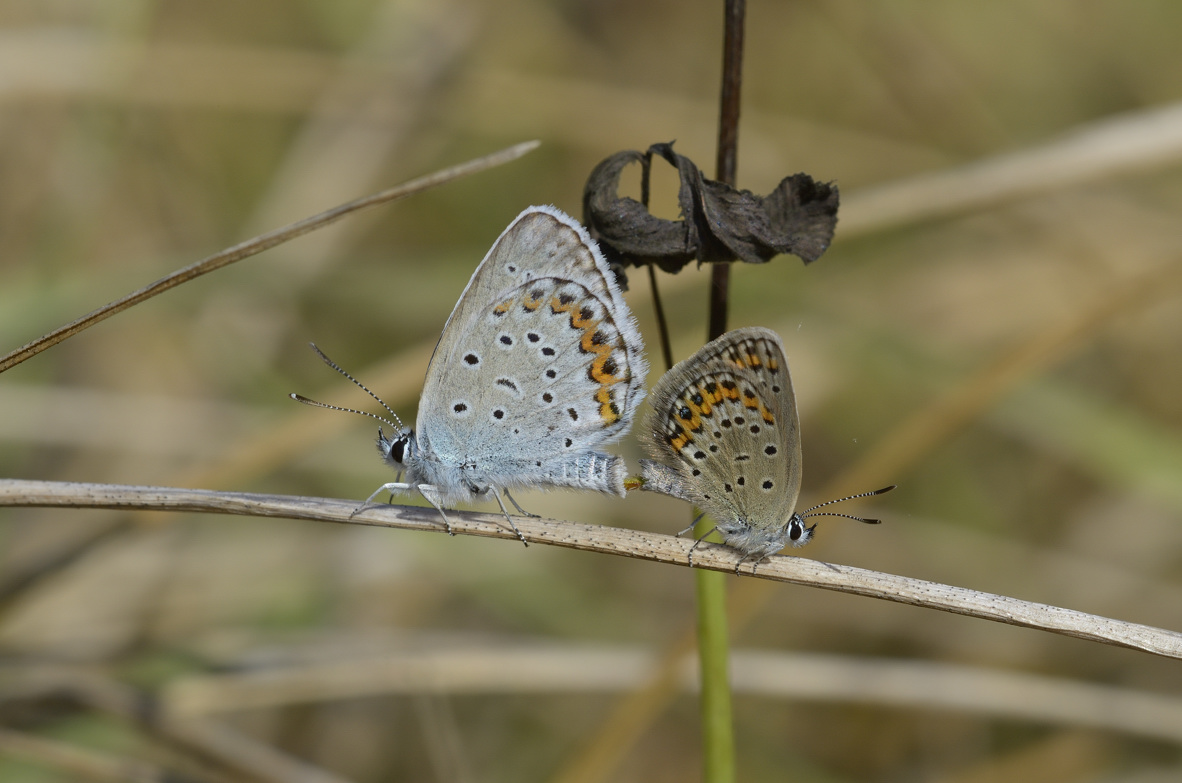 Lycaenidae in accoppiamento: Plebejus idas