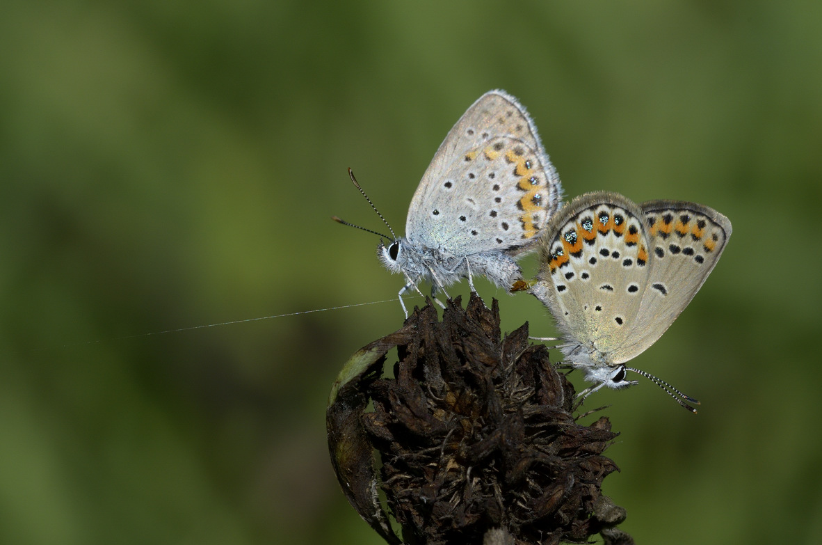 Lycaenidae in accoppiamento: Plebejus idas