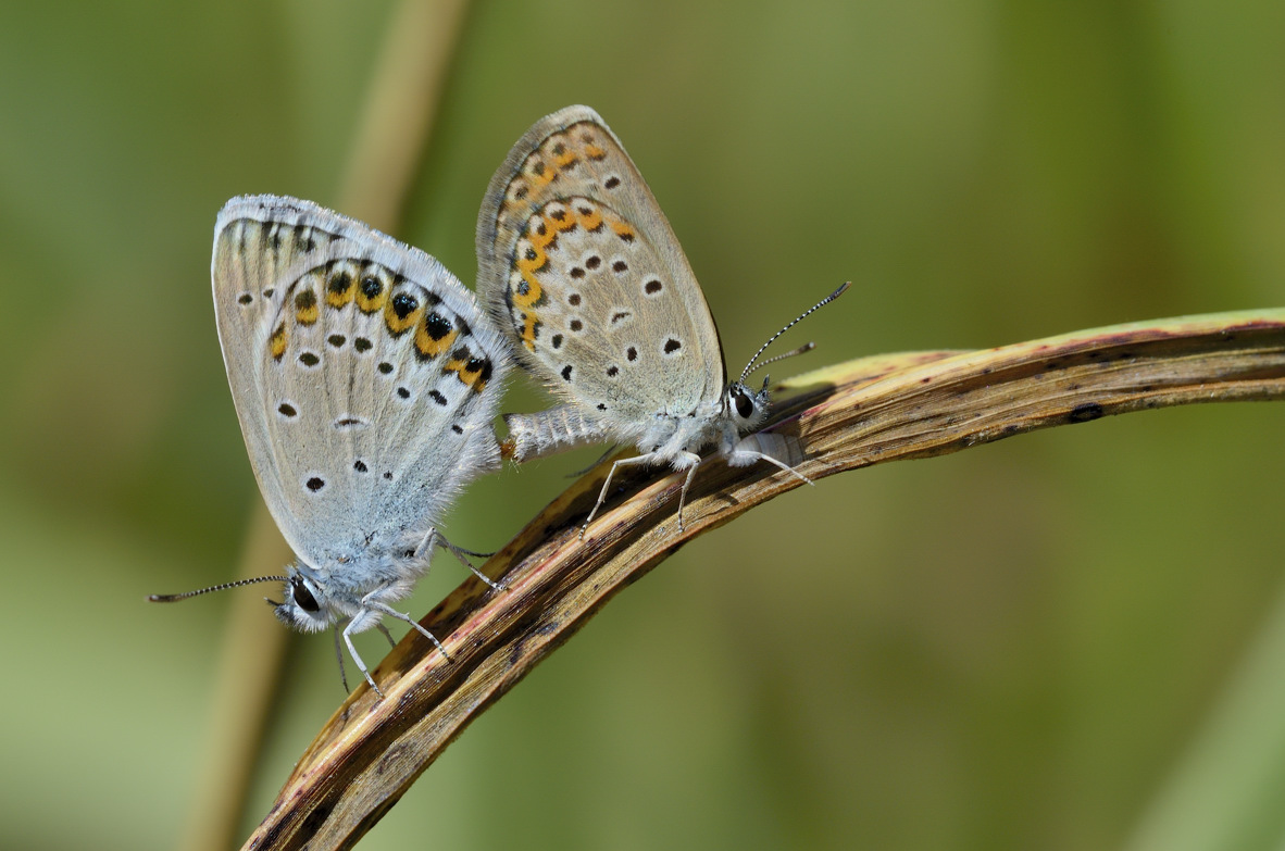 Lycaenidae in accoppiamento: Plebejus idas