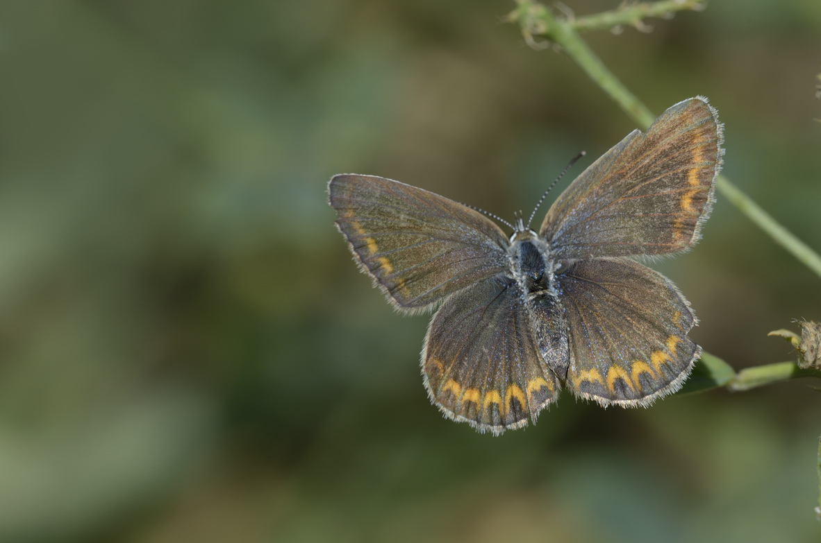 Lycaenidae in accoppiamento: Plebejus idas