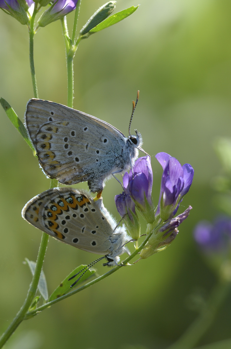 Lycaenidae in accoppiamento: Plebejus idas