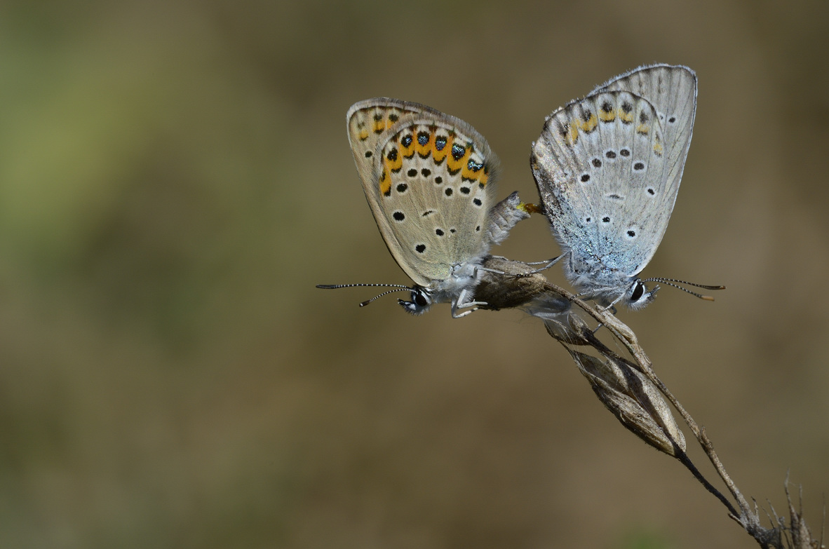 Lycaenidae in accoppiamento: Plebejus idas