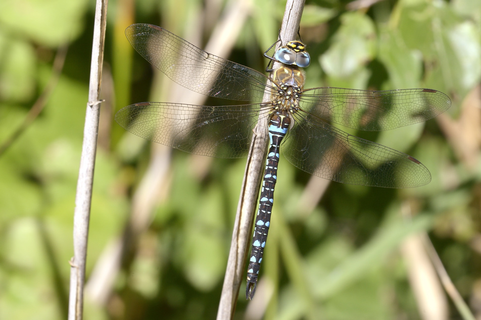 Aeshna mixta m.