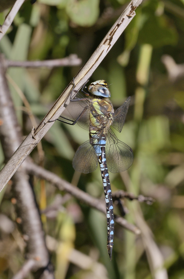 Aeshna mixta m.