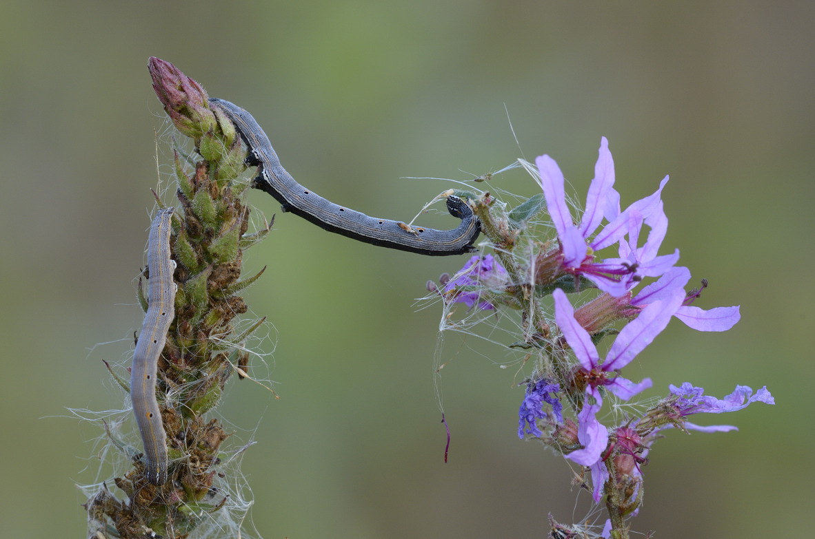 Bruco da ID, grazie  - Grammodes cf. bifasciata