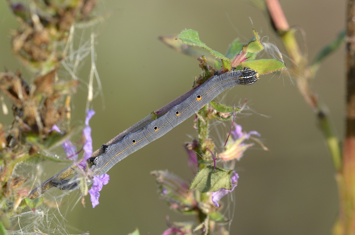 Bruco da ID, grazie  - Grammodes cf. bifasciata