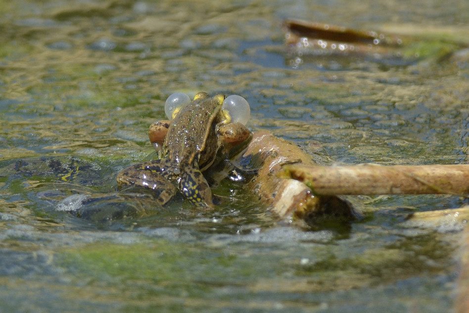 ID rana - Pelophylax kl. esculentus (Piemonte)