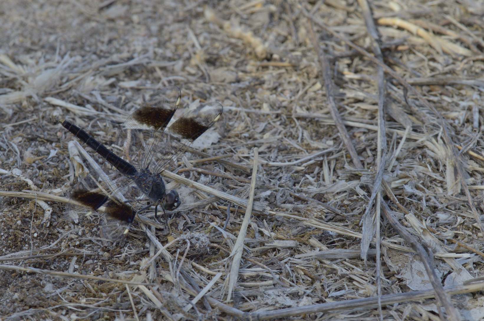 Brachythemis impartita ?  S. maschio !