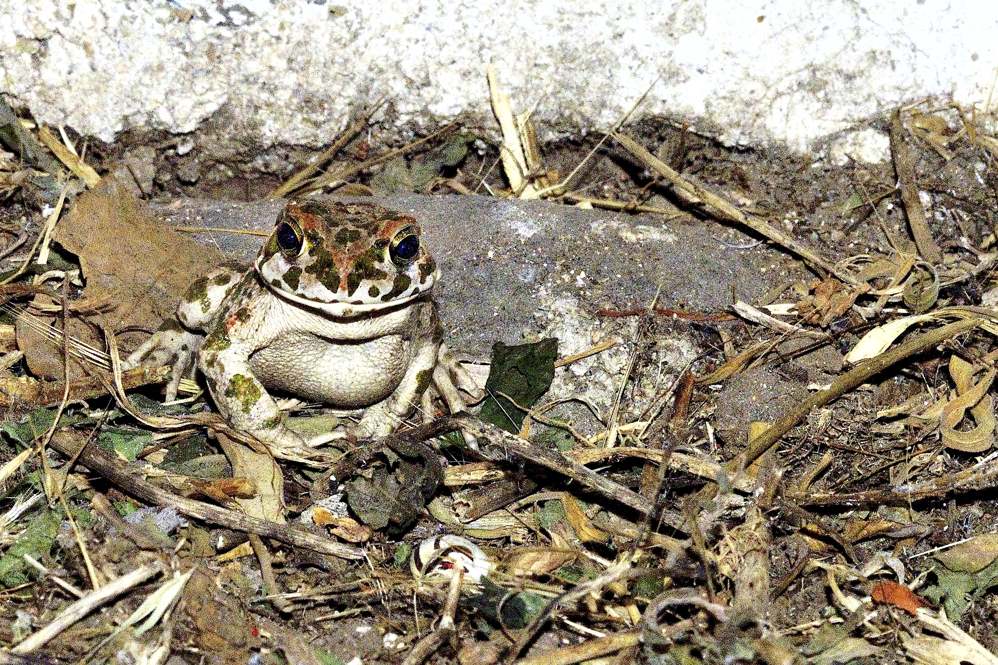 Rospo da identificare - Bufotes balearicus