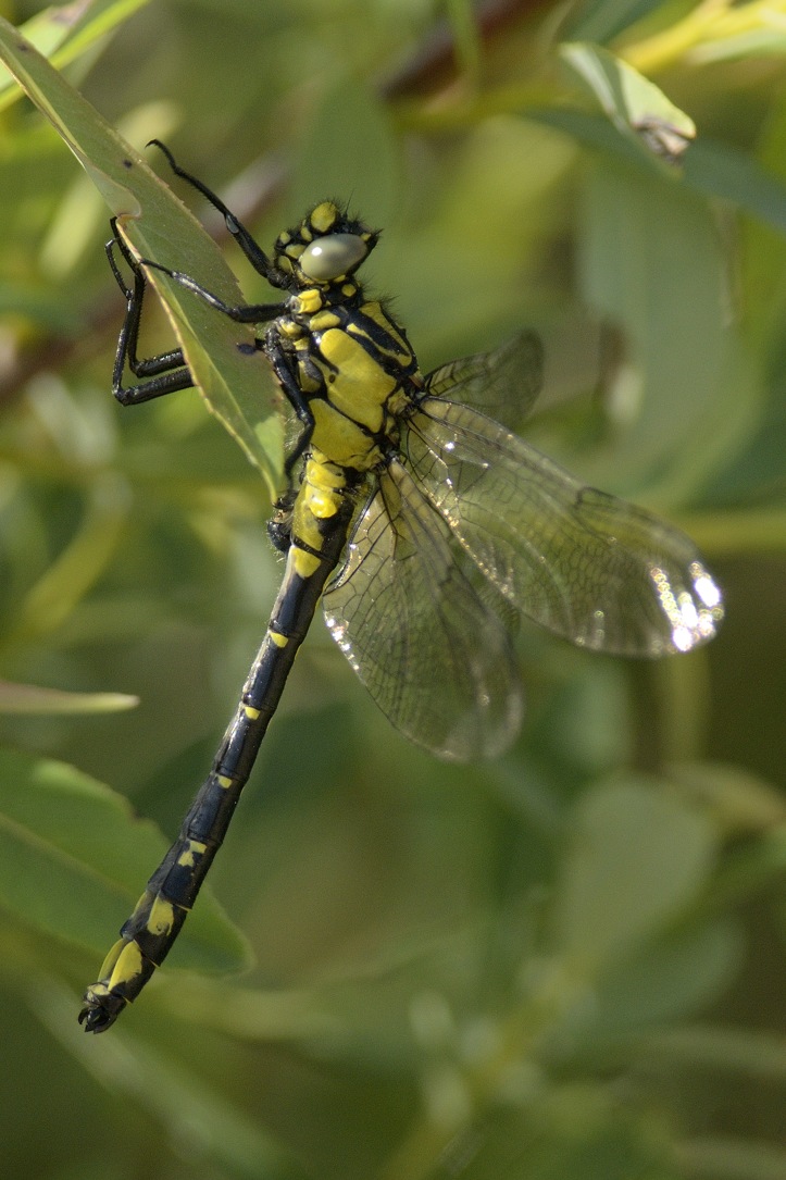 Libellula da ID:   Gomphus vulgatissimus, maschio