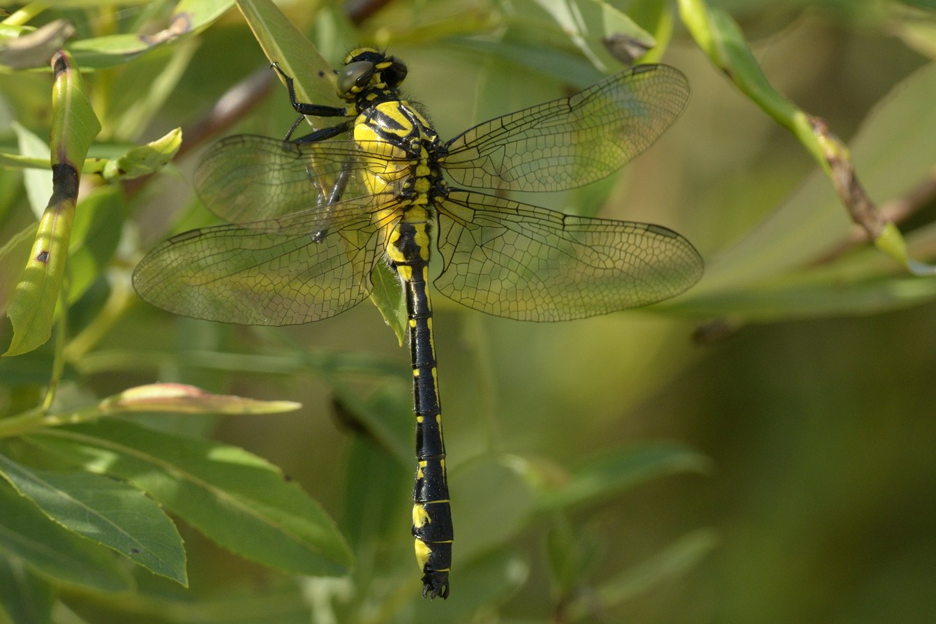 Libellula da ID:   Gomphus vulgatissimus, maschio