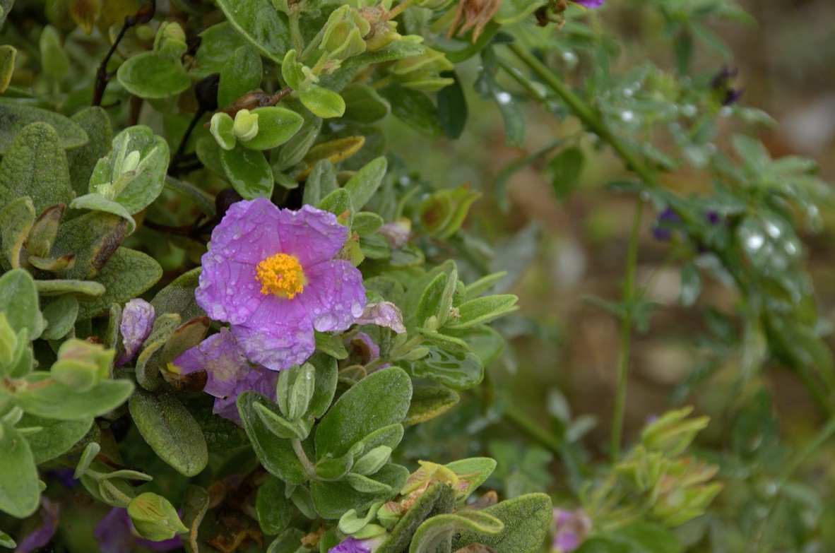 Cistus albidus / Cisto a foglie sessili