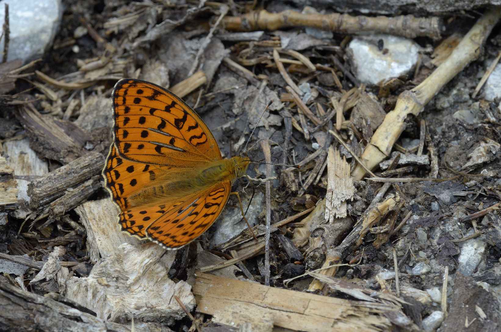 Farfalla da identificare - Argynnis (Fabriciana) adippe