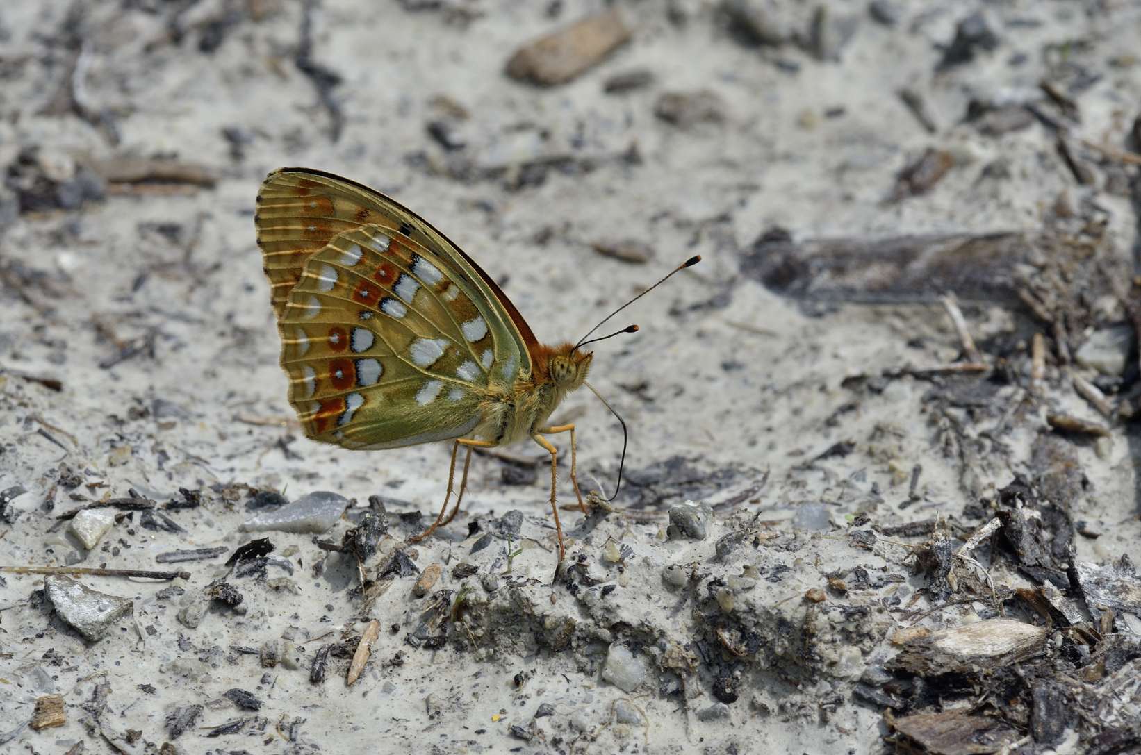 Farfalla da identificare - Argynnis (Fabriciana) adippe