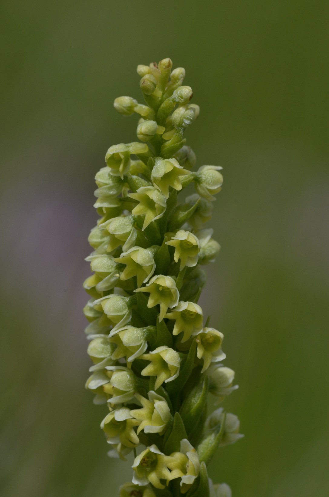 Pseudorchis albida ?