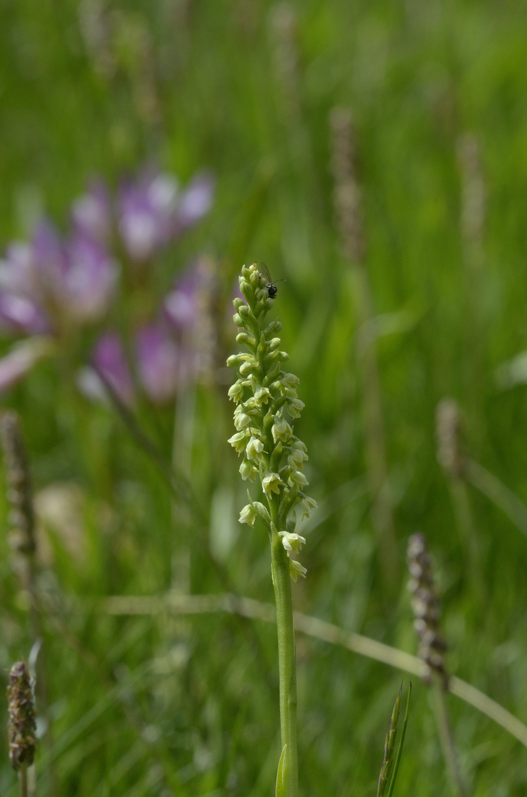 Pseudorchis albida ?