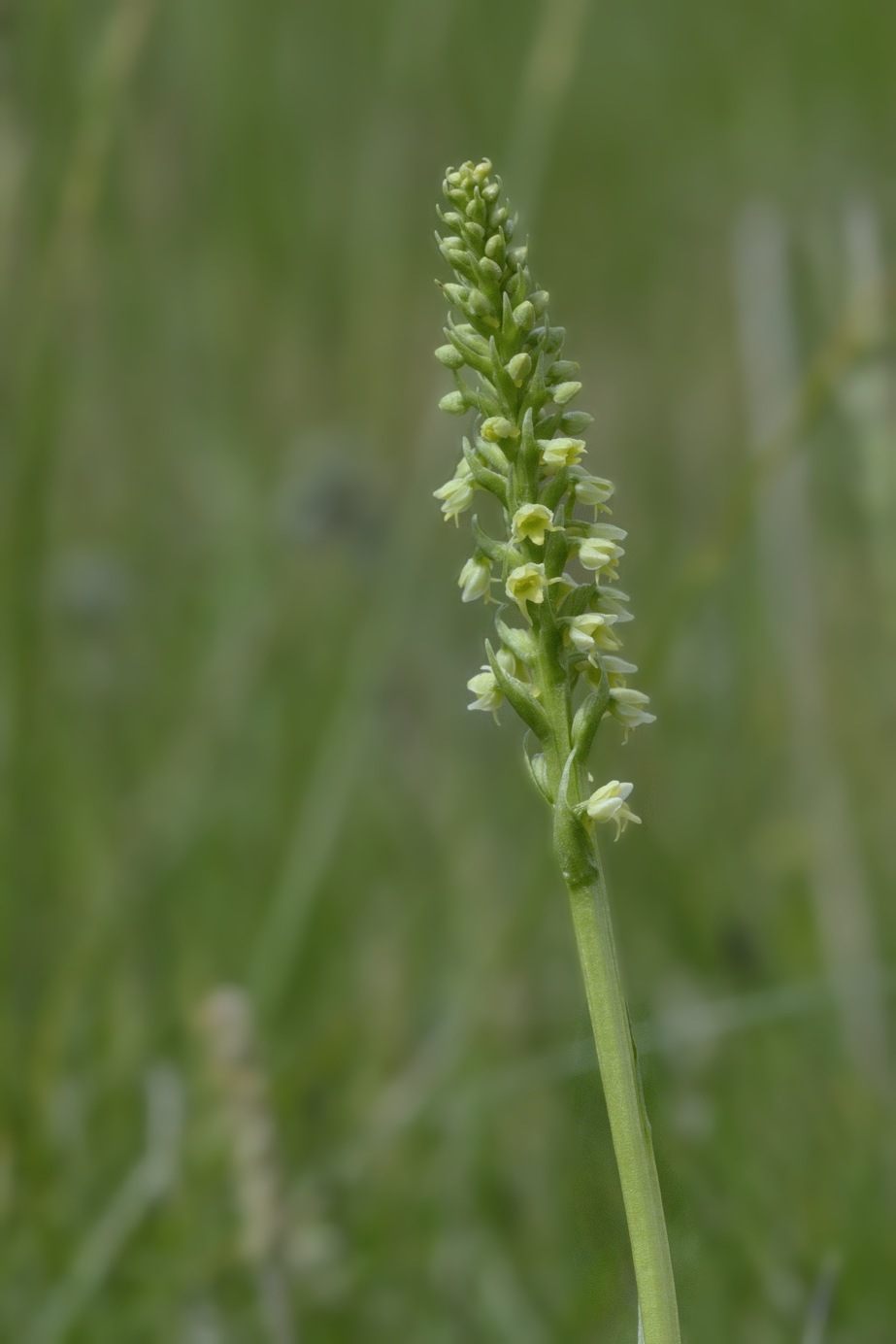 Pseudorchis albida ?