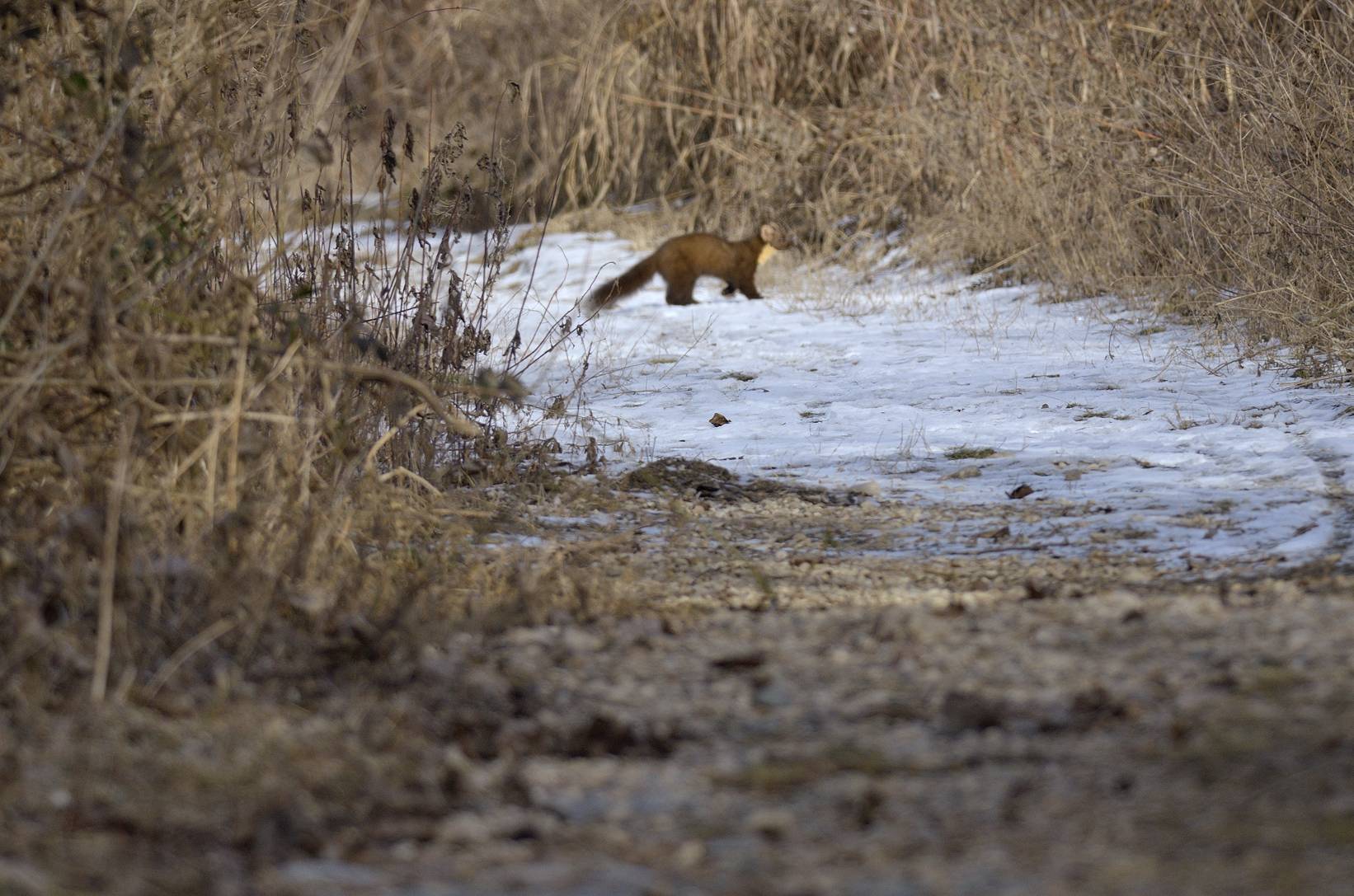 Identificazione mustelide:   Martora  (Martes martes)