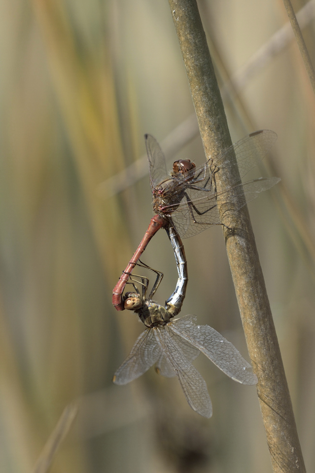 Accoppiamento da ID: Sympetrum vulgatum !