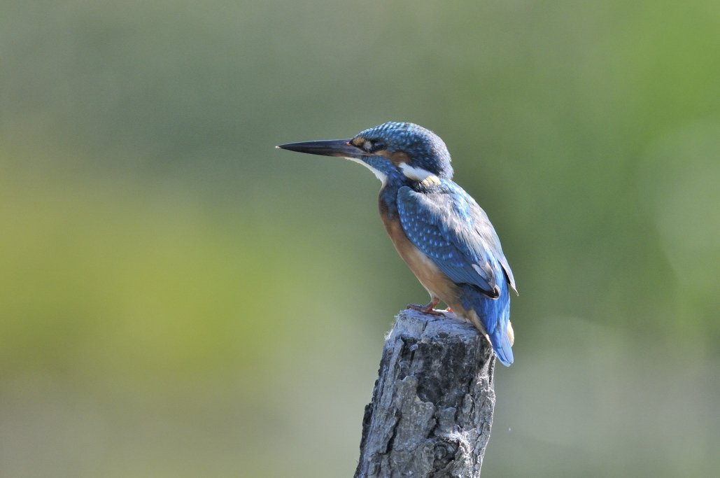 Alcedo atthis