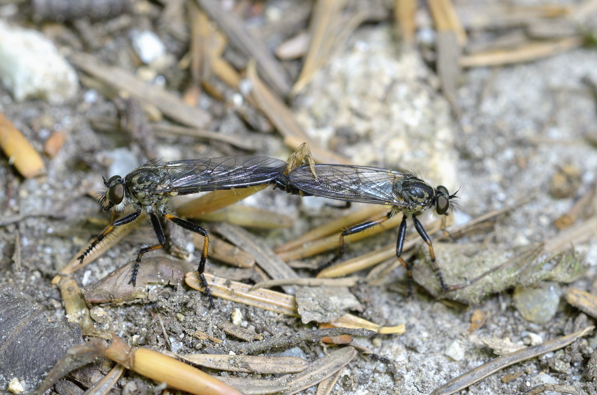 Asilidae ?  S, cfr. Neomochtherus sp.