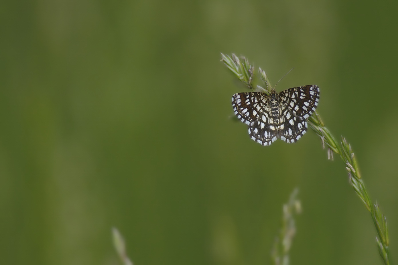 Id farfalla - Chiasmia clathrata