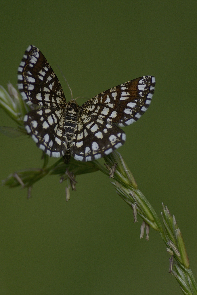 Id farfalla - Chiasmia clathrata