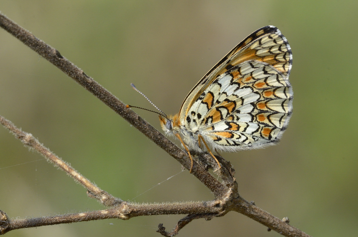 Farfalla da identificare