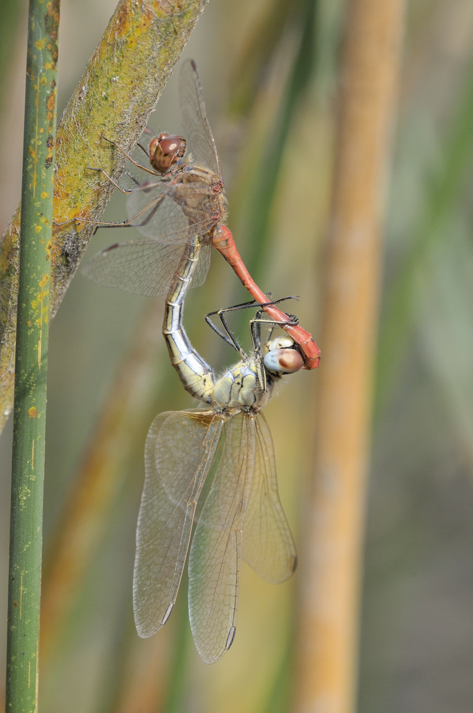 Accoppiamento di sympetrum fonscolombii