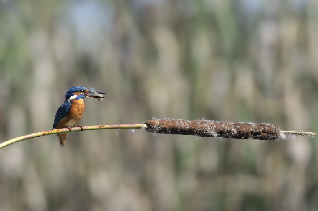 Alcedo atthis