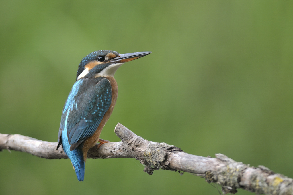 Kingfisher al tramonto